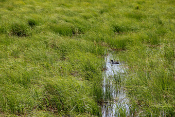 water flowing through the grass