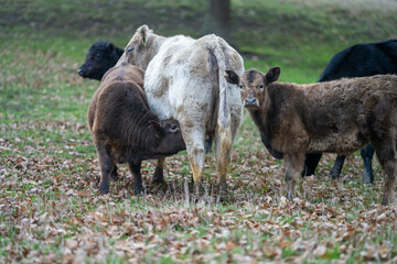 Beef cows and calves grazing on grass on a beef cattle farm in  Australia. breeds include murray grey, angus and wagyu. sustainable agriculture practice storing carbon in australia
