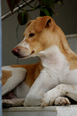 close up shot of dog with different facial expressions