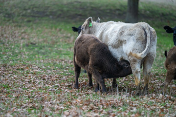 Beef cows and calves grazing on grass on a beef cattle farm in  Australia. breeds include murray...