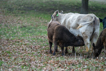 Stud Beef bulls and cows grazing on grass in a field, in Australia. breeds include speckle park, murray grey, angus, brangus and wagyu. beautiful farming landscape