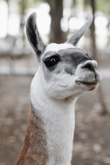 A group of colorful Huacaya alpacas breeds llamas on the green grass.