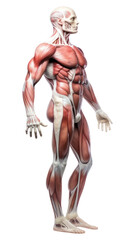 PNG Anatomy adult human white background.