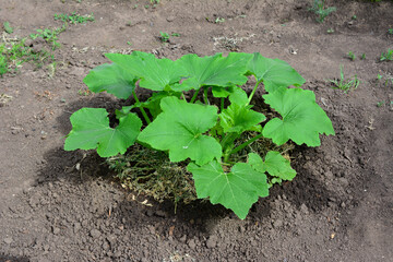 a pumpkin plant is growing in the dirt in the garden 