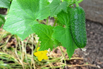 a green cucumber hanging on the cucumber plant