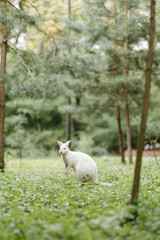 the albino kangaroo is all white with pink eyes, ears and nose. 