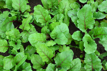 a field of green beetroot plant top view