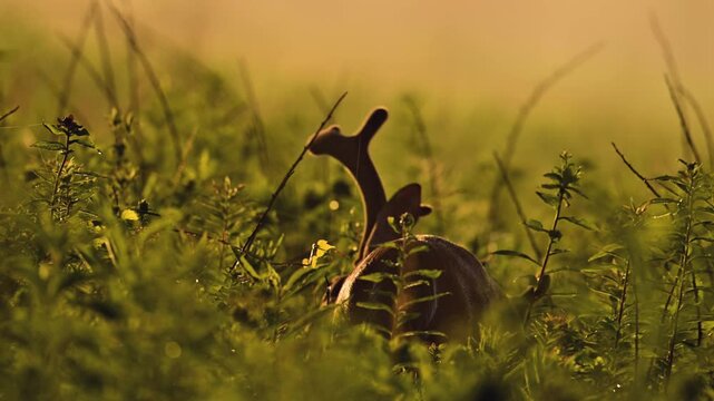 Whitetail Deer Buck with velvet antlers, feeding in tall vegetation in Cades Cove, Tennessee