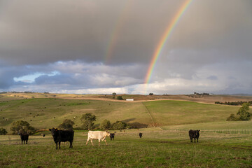 Beef cows and calves grazing on grass in a free range field, in Australia. eating hay and silage....
