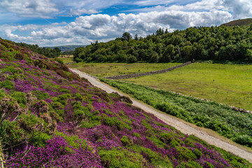 Obraz premium Heather in full bloom on Conwy Mountain North Wales