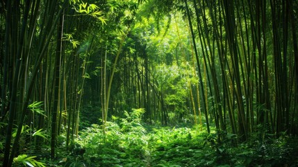 A dense bamboo grove with tall, slender stalks and lush green foliage