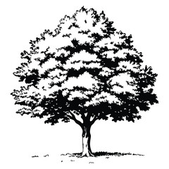 Fototapeta premium Maple tree ink sketch. Hand drawn vector illustration isolated on white background. Vintage style.
