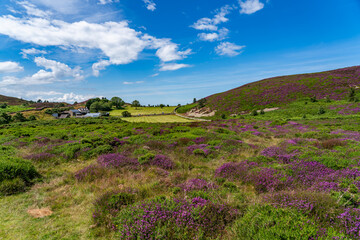 Fototapeta premium Heather in full bloom on Conwy Mountain North Wales