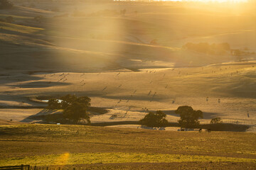 Stud Beef bulls and cows grazing on grass in a field, in Australia. breeds include speckle park,...