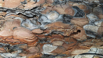 Background with macro pine bark