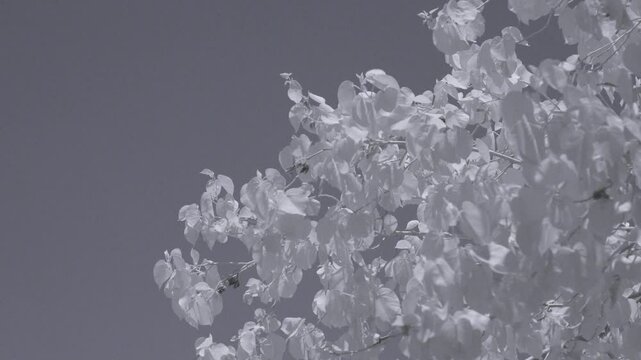 Infrared footage of tree leaves moved by the wind in park in Riffa, Bahrain