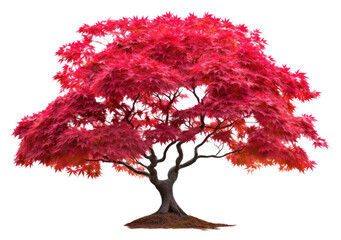 PNG Maple plant tree leaf transparent background