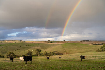 Beef cows and calves grazing on grass on a beef cattle farm in  Australia. breeds include murray...
