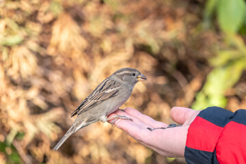 Sparrow eats seeds from a man's hand