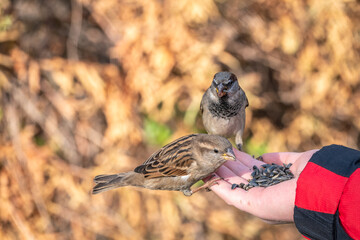Sparrow eats seeds from a man's hand