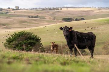 Stud beef angus and wagyu cows in a field on a farm in England. English cattle in a meadow grazing on pasture in springtime. Green grass growing in a paddock on a sustainable agricultural ranch.