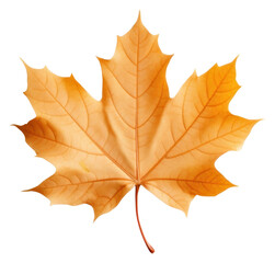 Fototapeta premium PNG Maple leaf plant tree.