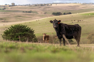 Australian wagyu cows grazing in a field on pasture. close up of a black angus cow eating grass in a paddock in springtime in australia and new zealand