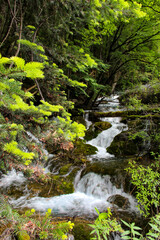 Obraz premium waterfall in the forest, Jiuzhaigou Valley Scenic, Sichuan, China