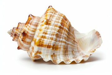 Seashell with Brown and White Stripes