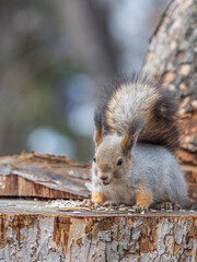 A squirrel sits on a stump and eats nuts in autumn.