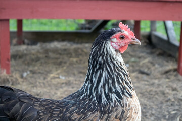 Hen on a farm cage outdoors