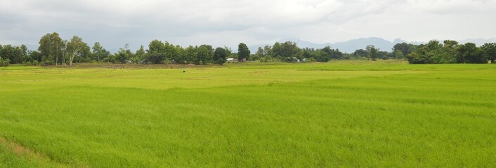 Obraz premium landscape with green rice field