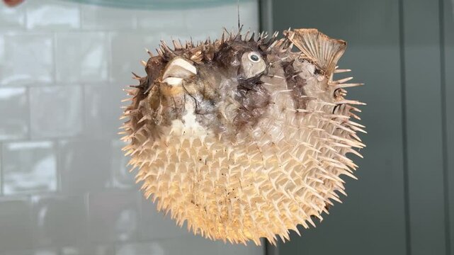 Pufferfish display in a local market, close up view