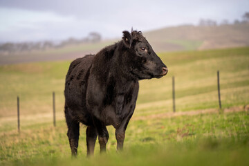 Stud beef angus and wagyu cows in a field on a farm in England. English cattle in a meadow grazing...