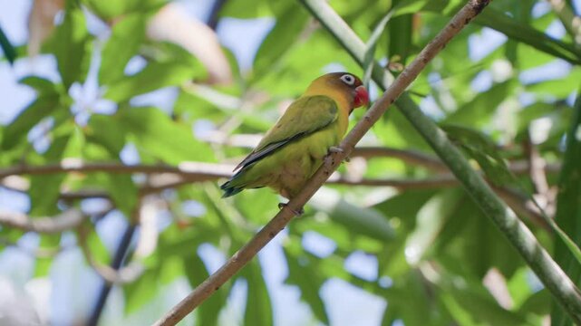 Black-cheeked Lovebird (Agapornis nigrigenis) Walking on Tropical Tree Twig on Sunny Day