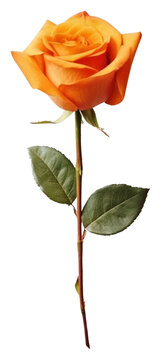 PNG Cute watercolor illustration of a orange Rose flower rose plant white background.