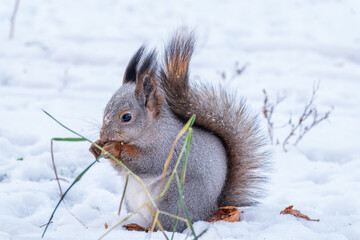 The squirrel in winter sits on white snow.