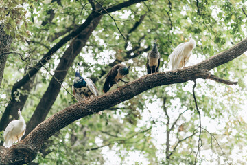 A group of colorful Huacaya alpacas breeds llamas on the green grass.