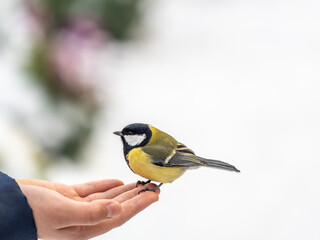 A tit sits on a man's hand and eats seeds.