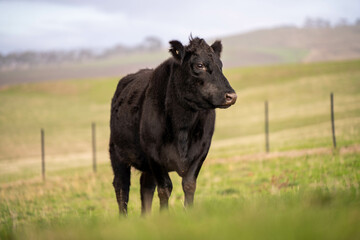 Beef cows and calves grazing on grass on a beef cattle farm in  Australia. breeds include murray grey, angus and wagyu. sustainable agriculture practice storing carbon in australia