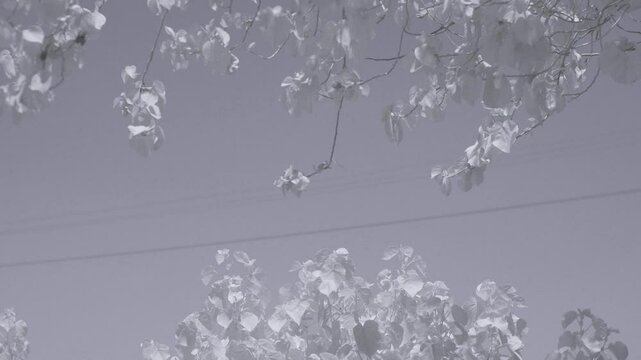 Infrared footage of leaves moved by the wind in park