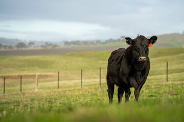 Cows in a field on a farm in spring on green field