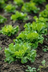 Obraz premium lettuce growing on the site. Selective focus