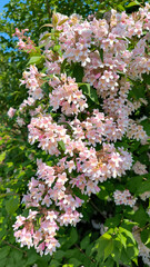 Fototapeta premium Kolkwitzia amabilis - Beauty Bush in pink blossom