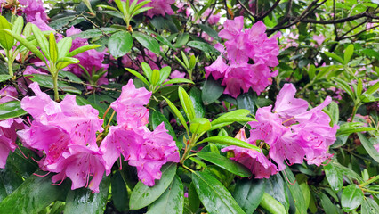 rhododendrons bush in pink and white blossom 