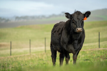 Australian wagyu cows grazing in a field on pasture. close up of a black angus cow eating grass in a paddock in springtime in australia and new zealand