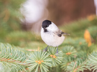 Cute bird the willow tit, song bird sitting on the fir branch