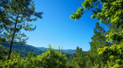 Fototapeta premium A scenic view of a forest with a clear blue sky, perfect for hiking and outdoor activities. High quality images