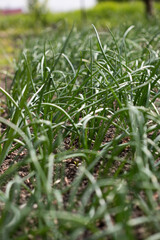 Onion plantation in the vegetable garden