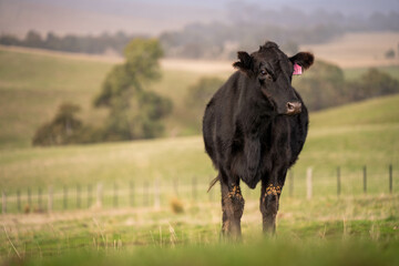 Stud Beef bulls and cows grazing on grass in a field, in Australia. breeds include speckle park, murray grey, angus, brangus and wagyu. beautiful farming landscape